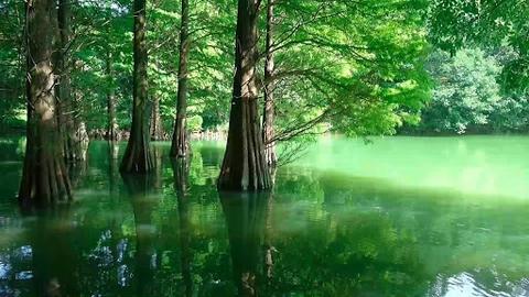 Sasaguri Forest