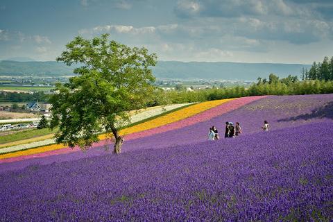 Farm Tomita