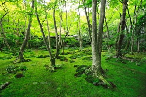 Gio-ji Temple