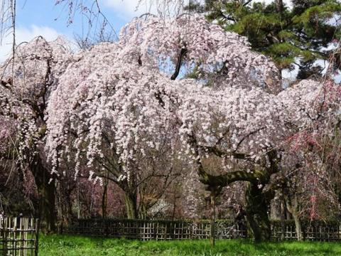 Sakura at Honmanji