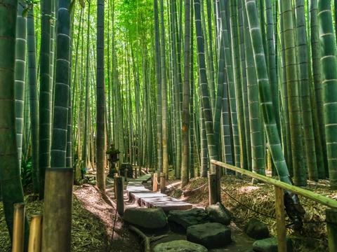 Hokokuji Temple Bamboo Groove