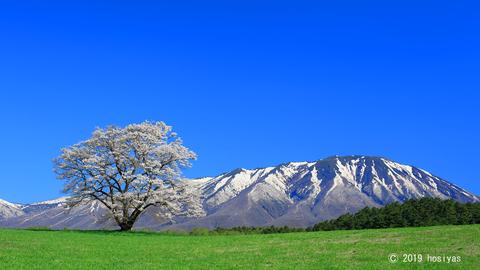 The Sakura Tree of Kowai Farm