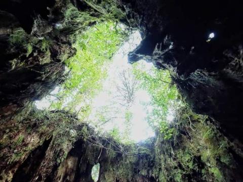 Wilson's Stump