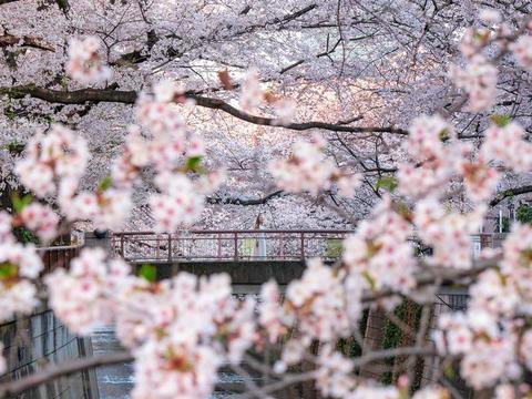 Cherry blossoms at Nakameguro River
