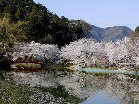 Garyu Park Sakura