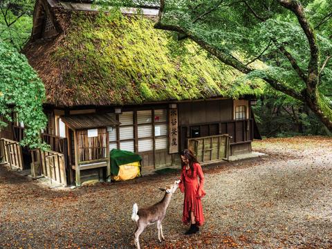 Mizuya Chaya at Nara Park
