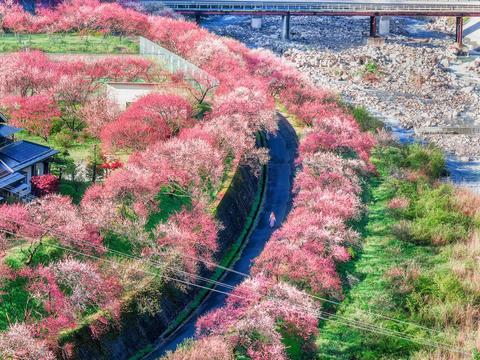 Hanamomo no Sato 