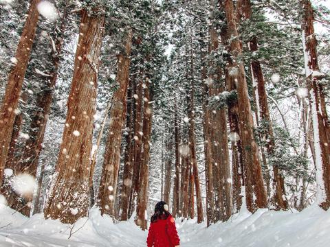 Togakushi Shrine Okusya Cedar trees