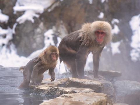 Snow Monkey Park