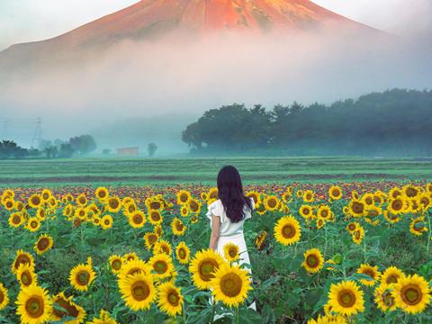 Yamanakako Hananomiyako Park