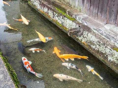 Koi fish Street