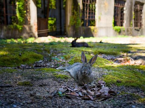 Rabbit Island