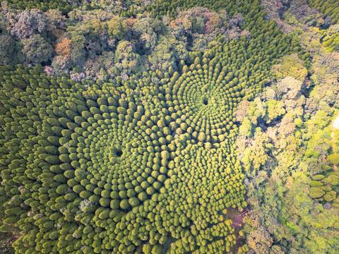 Mystery Circle Forest (Nichinan)