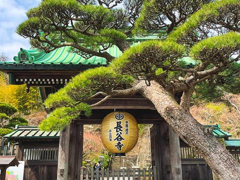 Hasedera