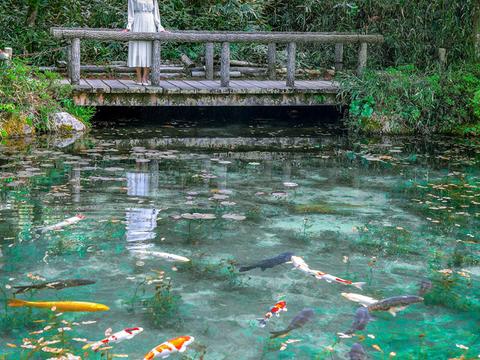Monet's Pond