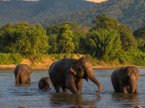 Elephant Nature Park