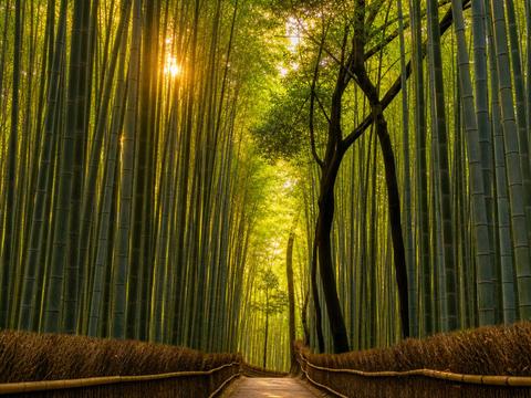 Arashiyama Bamboo Grove