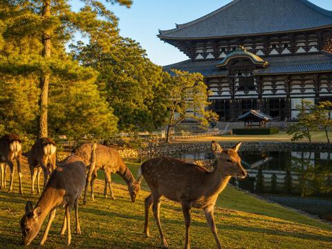 Nara Park