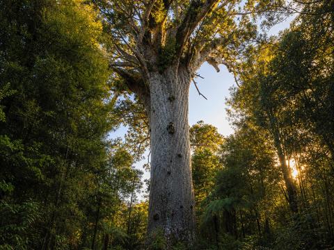 Tane Mahuta, Waipoua Forest