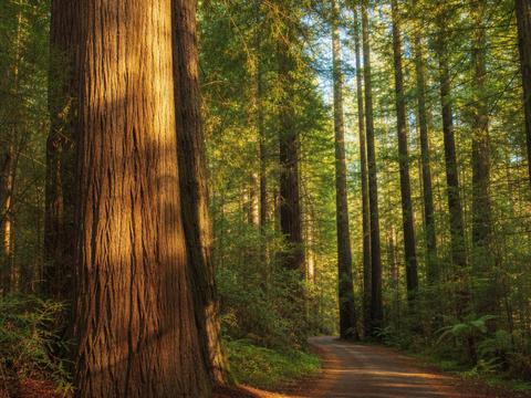 Redwoods, Whakarewarewa Forest