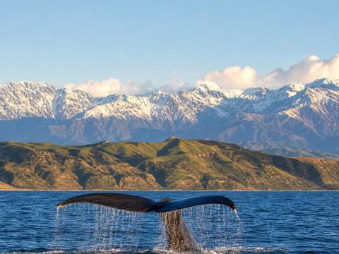 Whale Watch Kaikoura