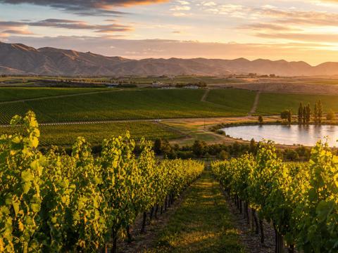 Blenheim, Marlborough Wine Region