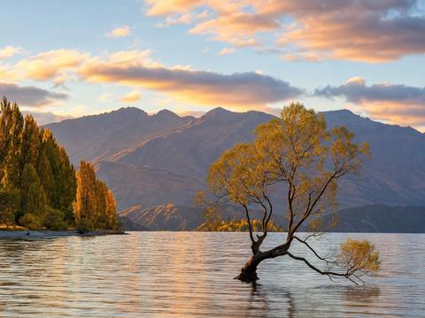 That Wanaka Tree