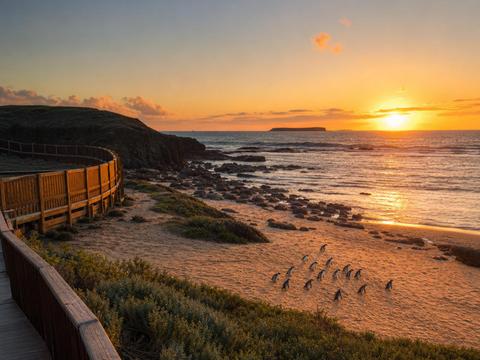 Phillip Island Penguin Parade