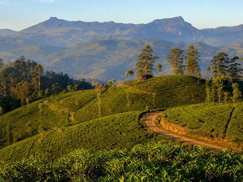 Pedro Tea Estate