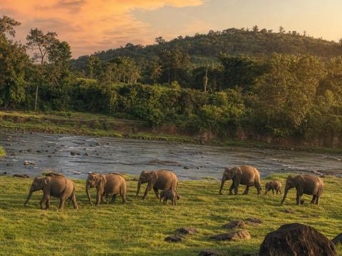 Elephant Valley Project (Mondulkiri)