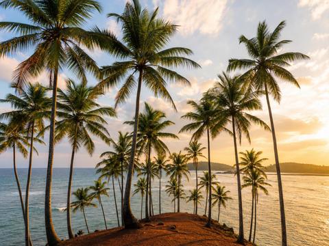 Coconut Tree Hill