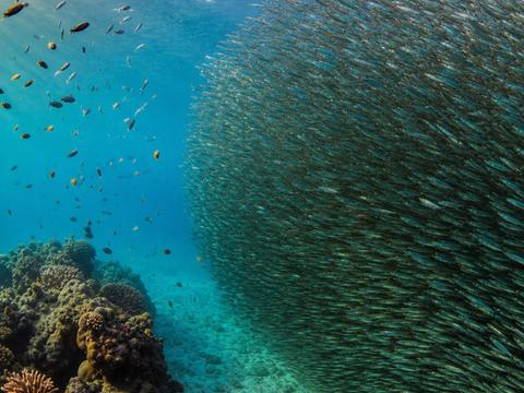 Moalboal Sardine Run