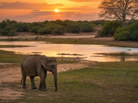 Yala National Park