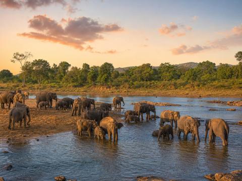 Udawalawe National Park