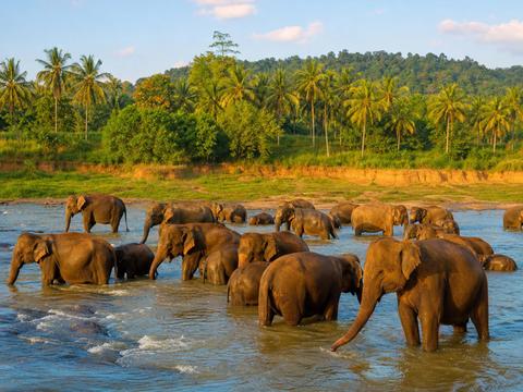 Elephant Transit Home