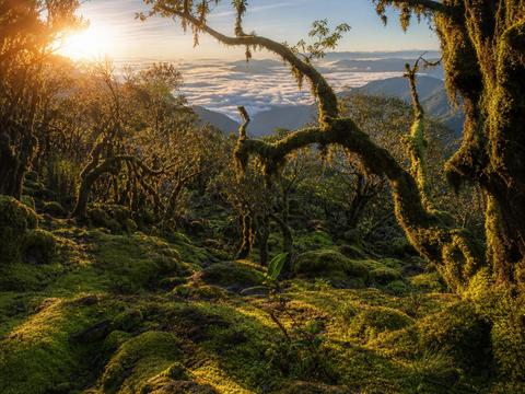 Mossy Forest