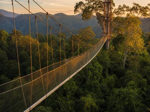 Taman Negara Canopy Walkway