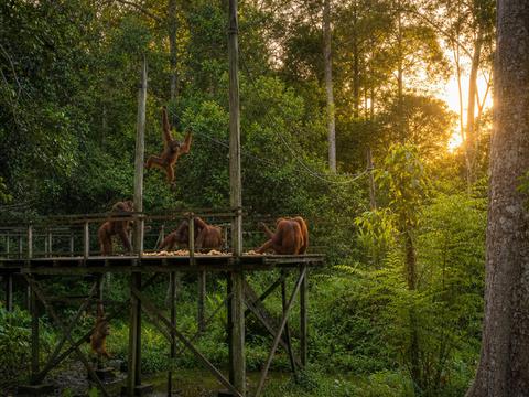 Sepilok Orangutan Rehabilitation Centre