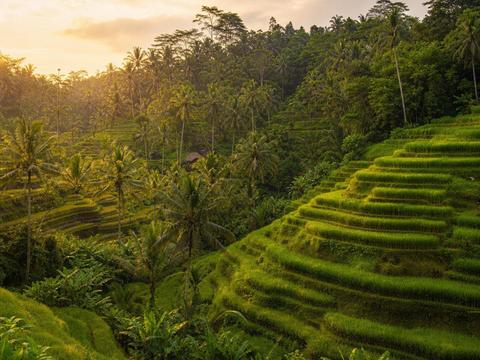 Tegallalang Rice Terrace