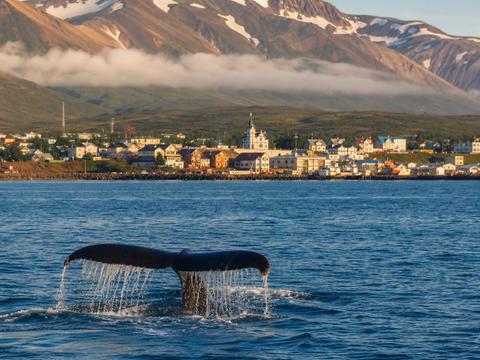 Húsavík Whale Watching