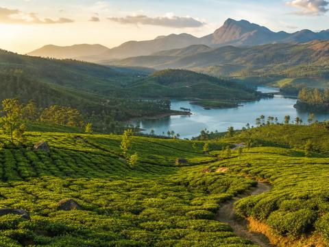 Munnar Tea Plantations