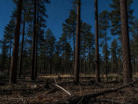 Travis Walton Site (Apache-Sitgreaves Forest, AZ)
