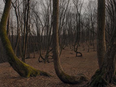 Hoia Baciu Forest