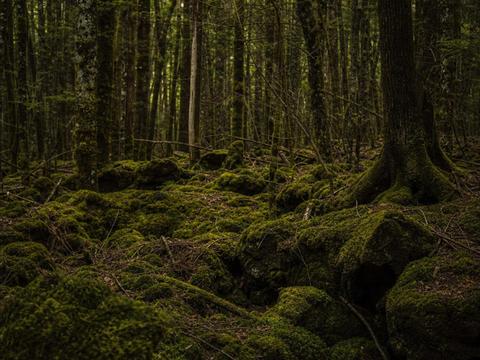 Aokigahara Forest