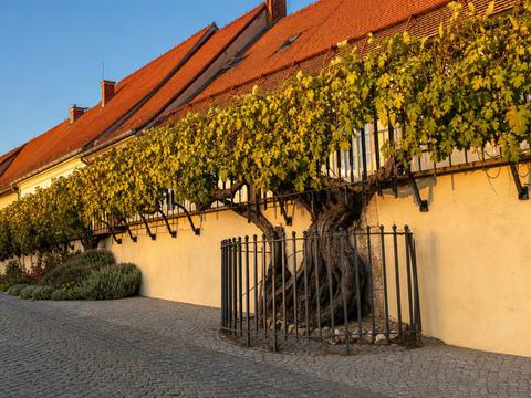 Old Vine, Maribor