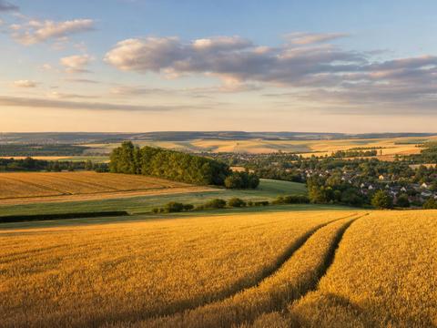Wheatfield with Crows (Auvers plateau)