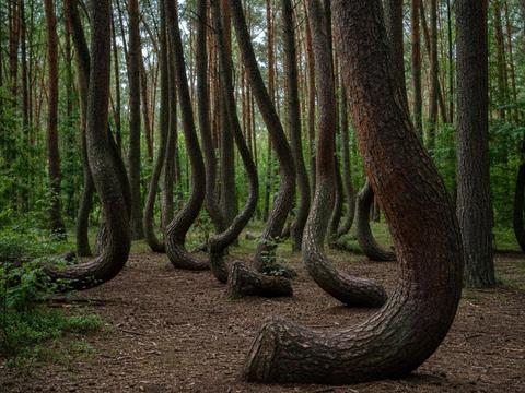Crooked Forest