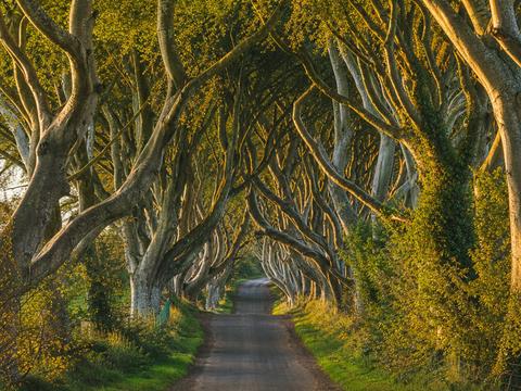 The Dark Hedges