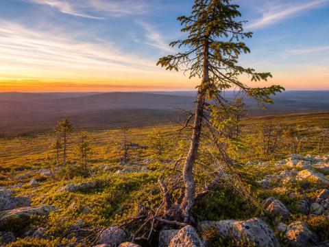 Old Tjikko