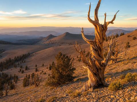 Methuselah Grove (Schulman Grove)